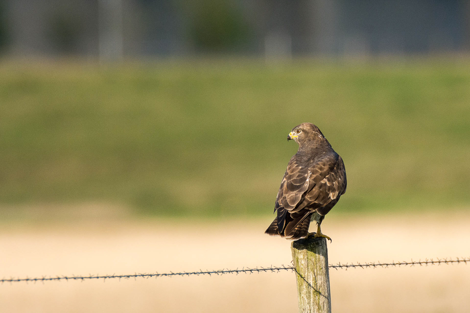Buteo buteo - Buizerd