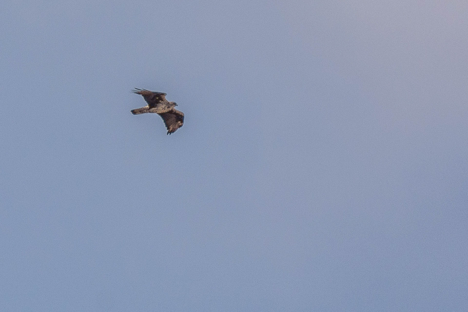 Aquila fasciata - Havikarend