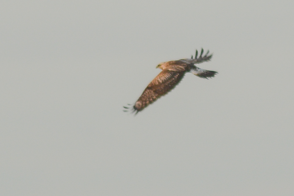 Buteo lagopus - Ruigpootbuizerd