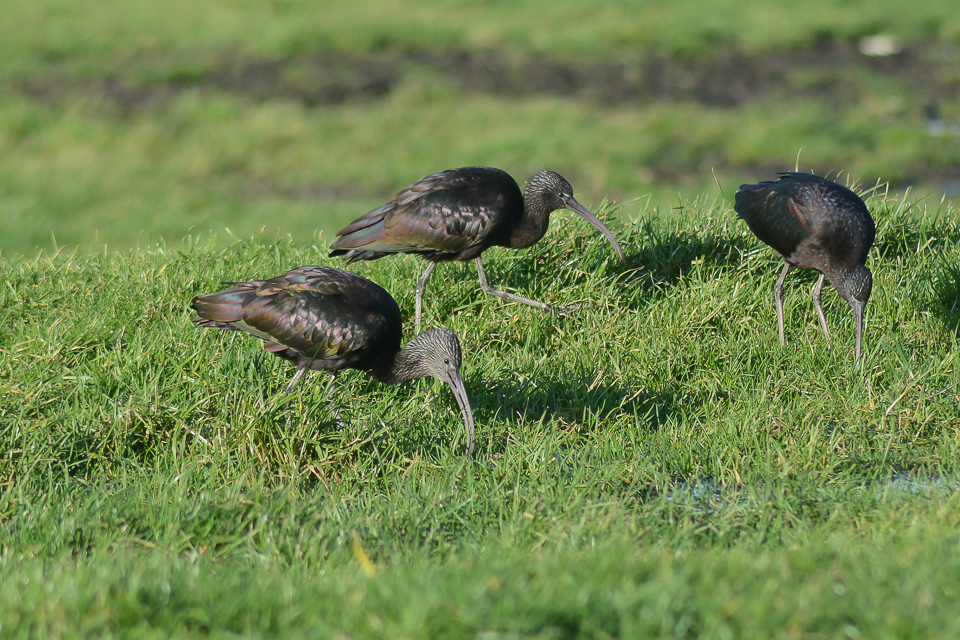 Glossy ibis