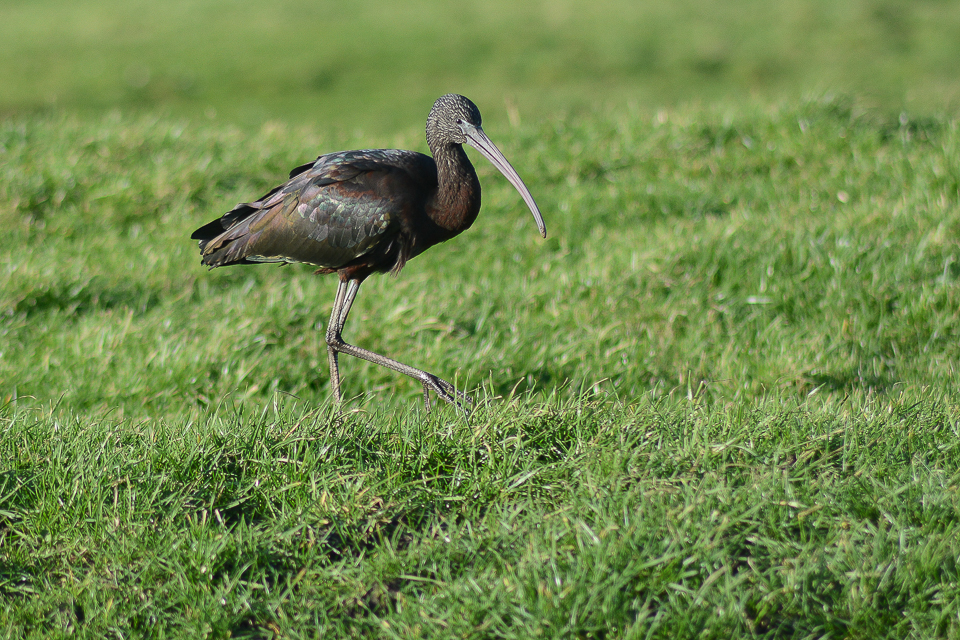 Glossy ibis