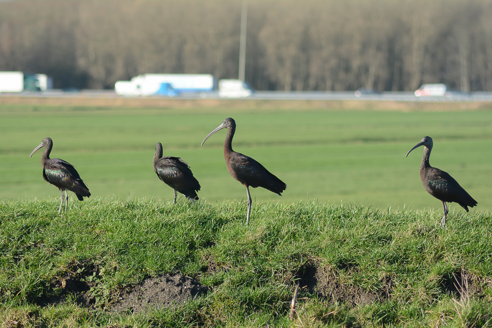 Glossy ibis