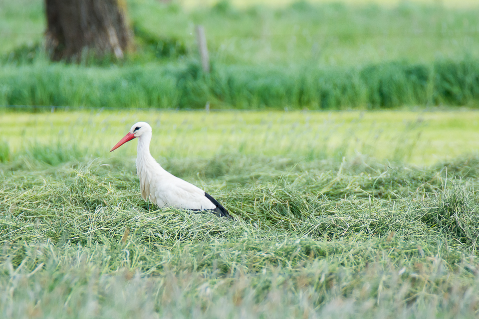 Stork