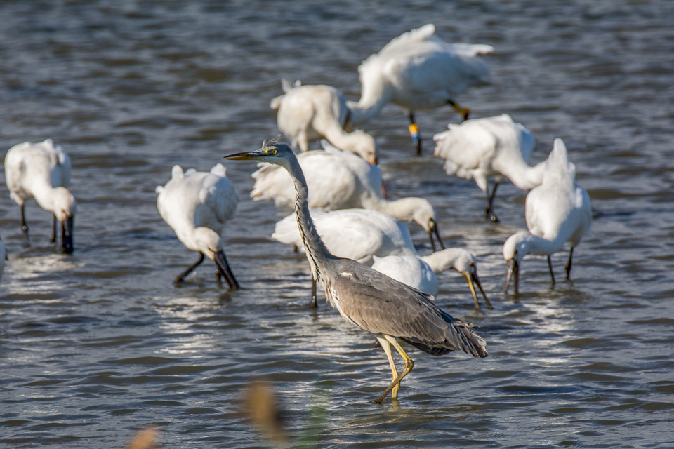 Blauwe reiger