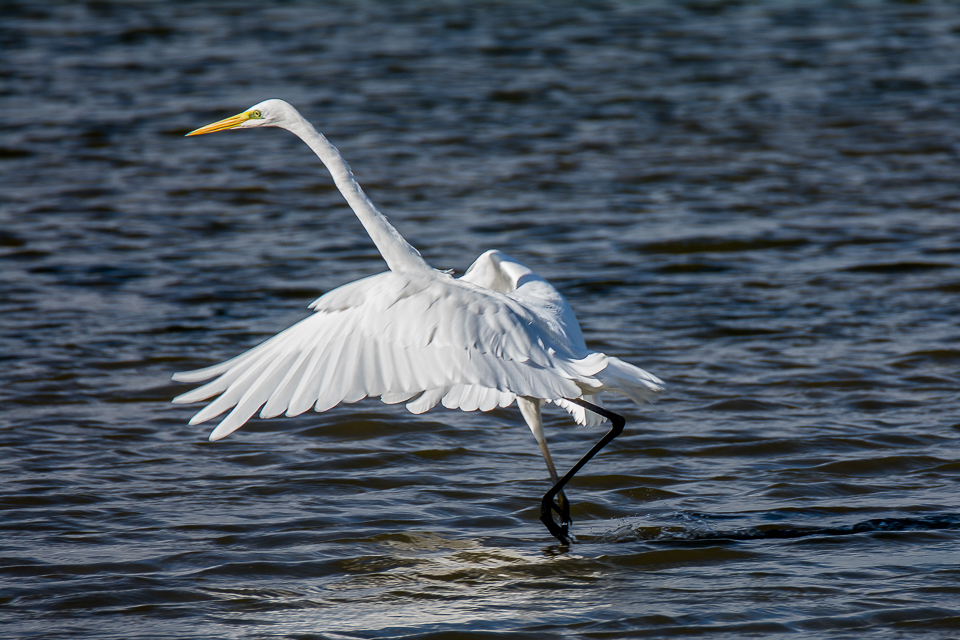 Grote zilverreiger