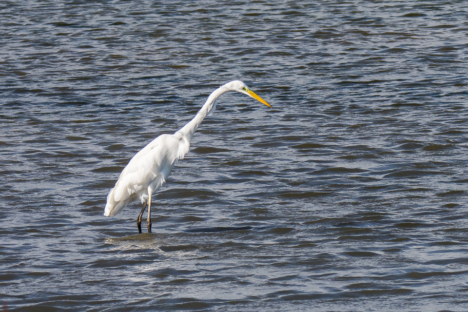 Great egret