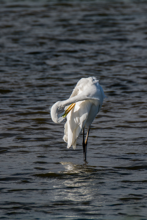 Great egret