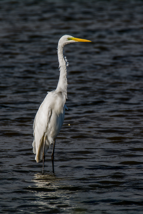 Great egret