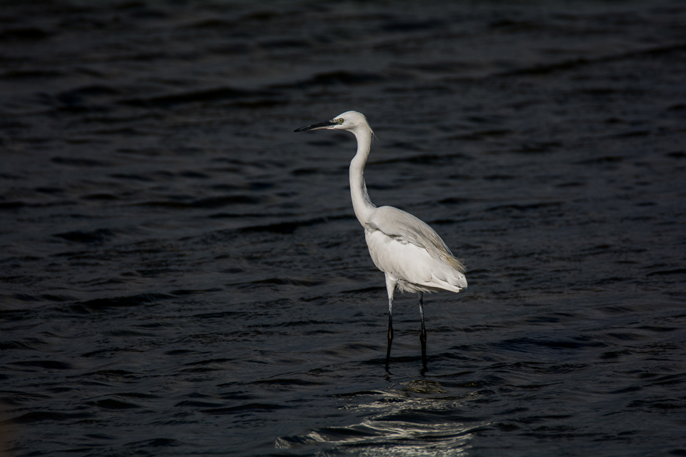 Egretta garzetta - Little egret
