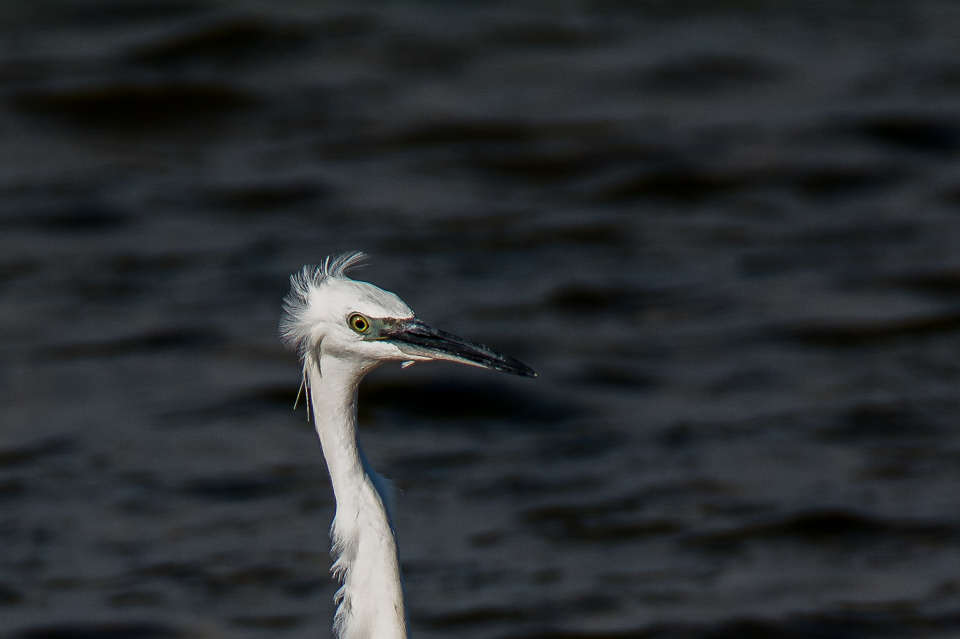 Kleine zilverreiger