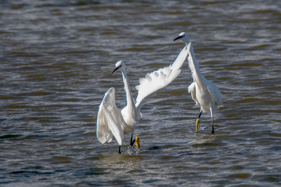 Kleine zilverreiger