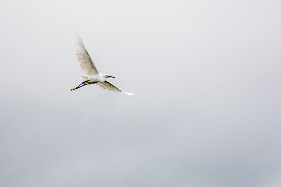 Kleine zilverreiger