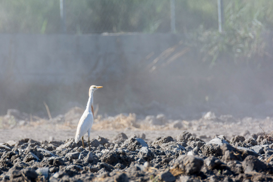 Koereiger