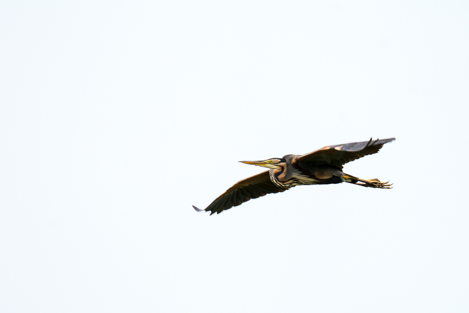 Purperreiger