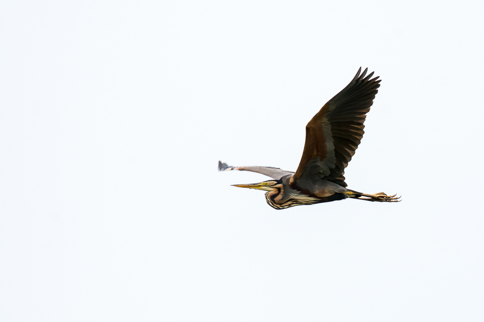 Reigers