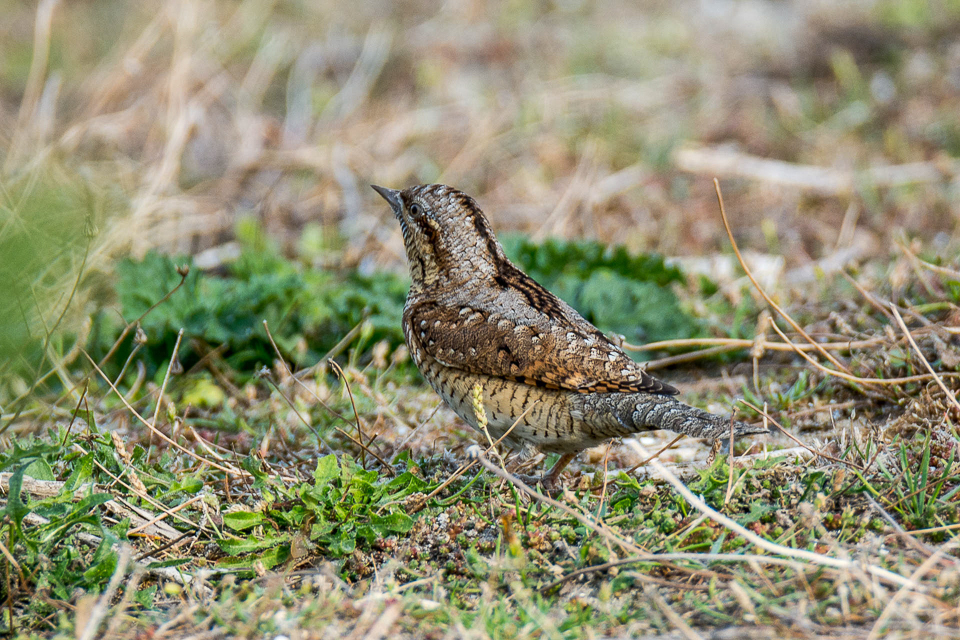 Picidae - Spechten