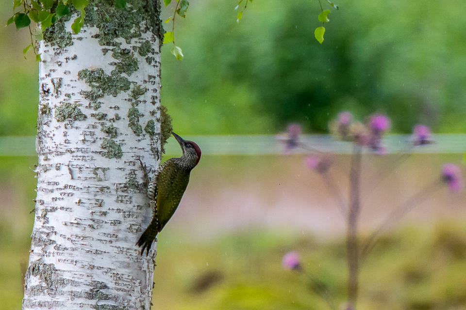 Groene specht juveniel