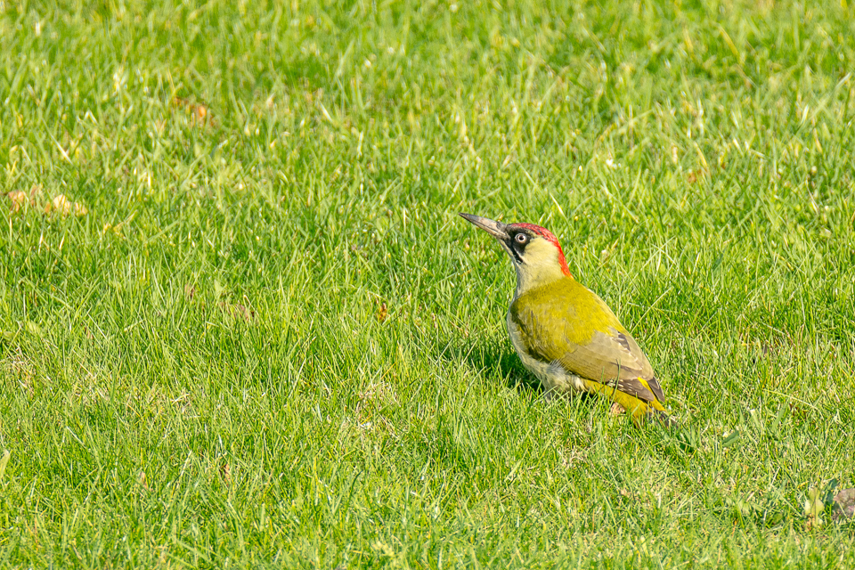 Groene specht vrouw