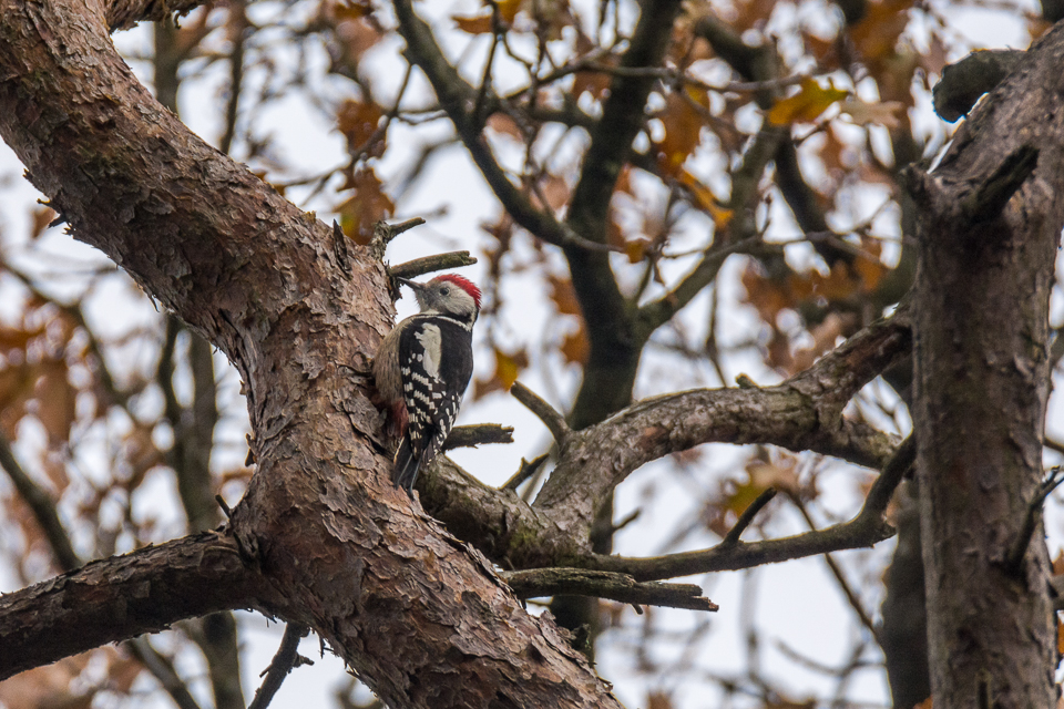 Middle spotted woodpecker