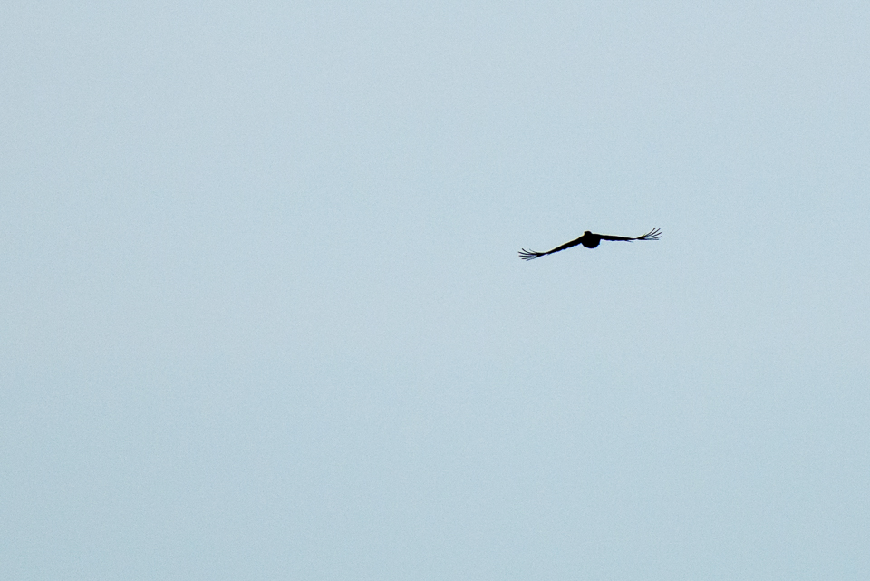 Zwarte specht in vlucht