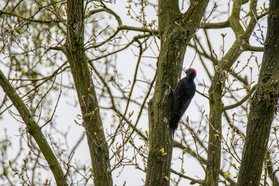 Black woodpecker male