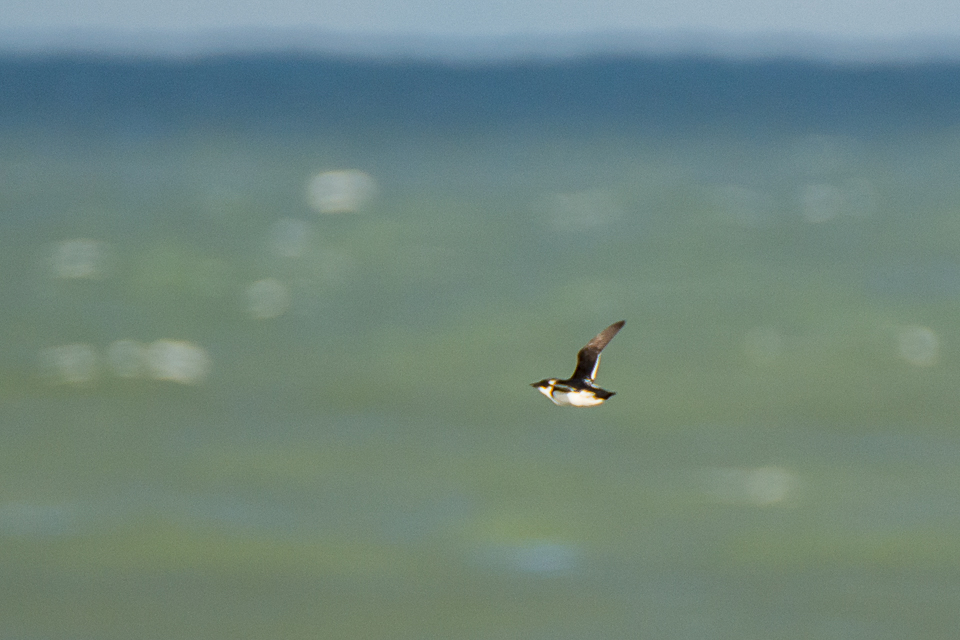 Alle alle - Little auk