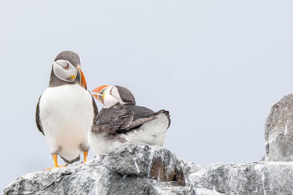 Fratercula arctica - Puffin