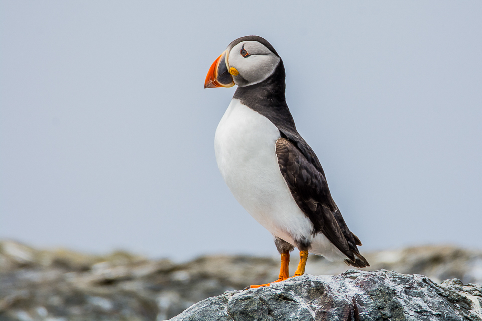 Puffin