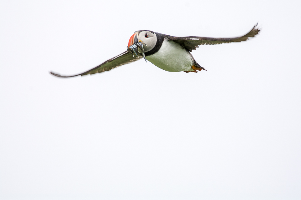 Puffin