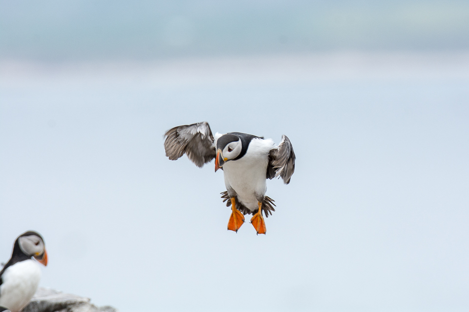 Puffin