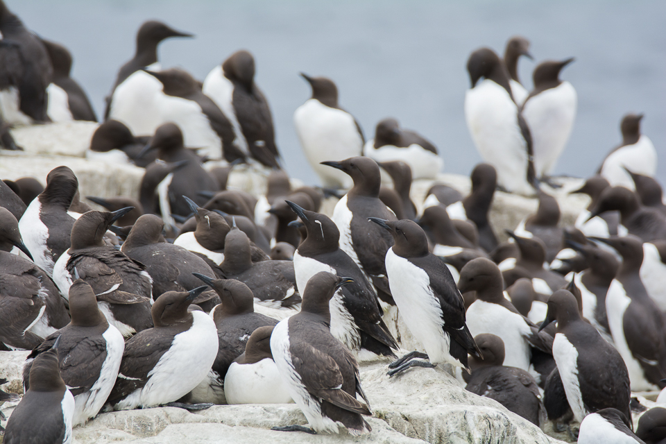 Uria aalge - Guillimot