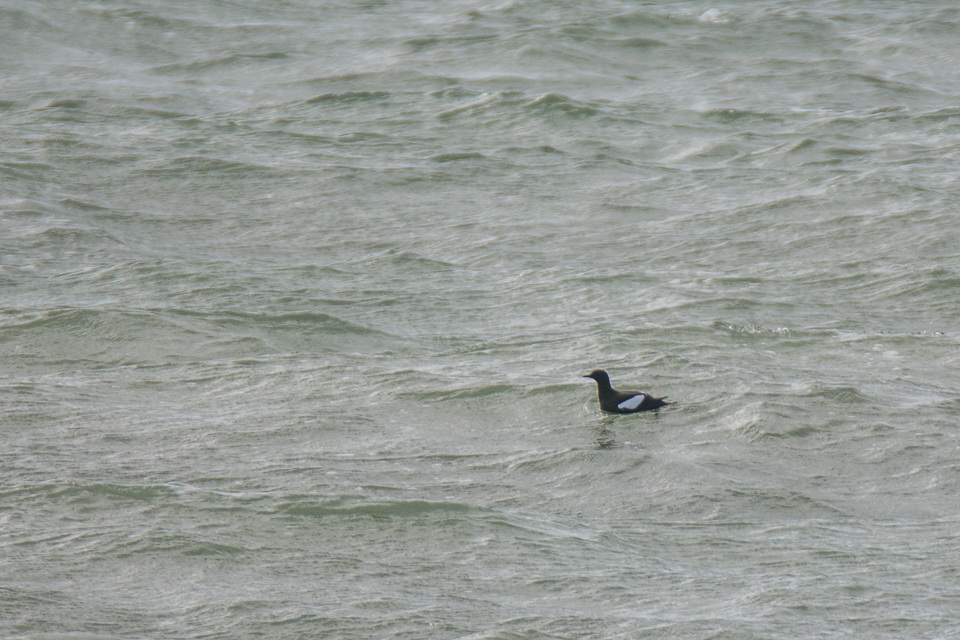 Cepphus grylle - Black guillimot