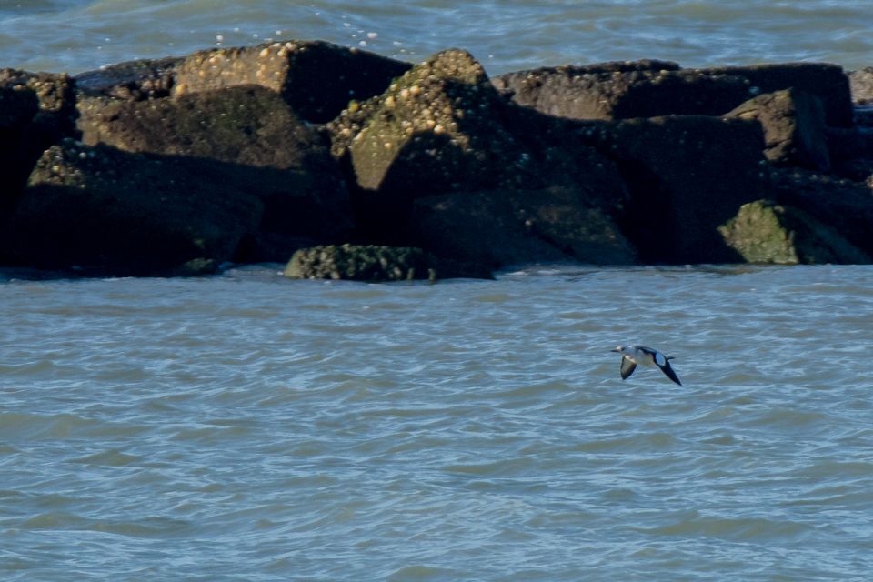 Black guillimot