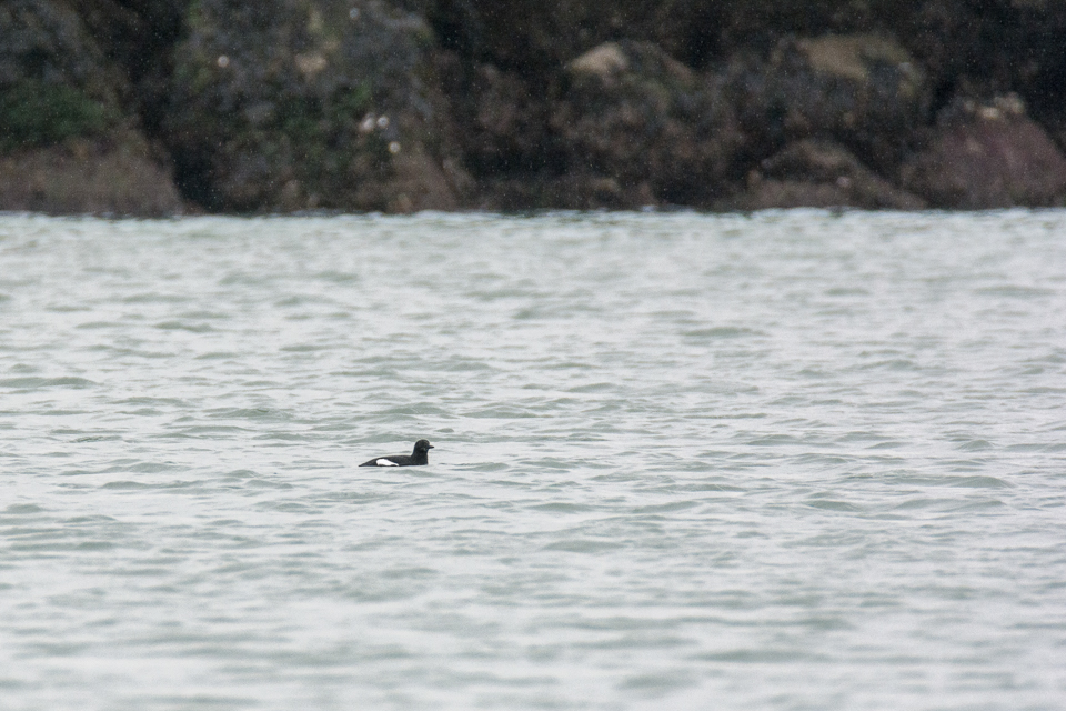 Black guillimot