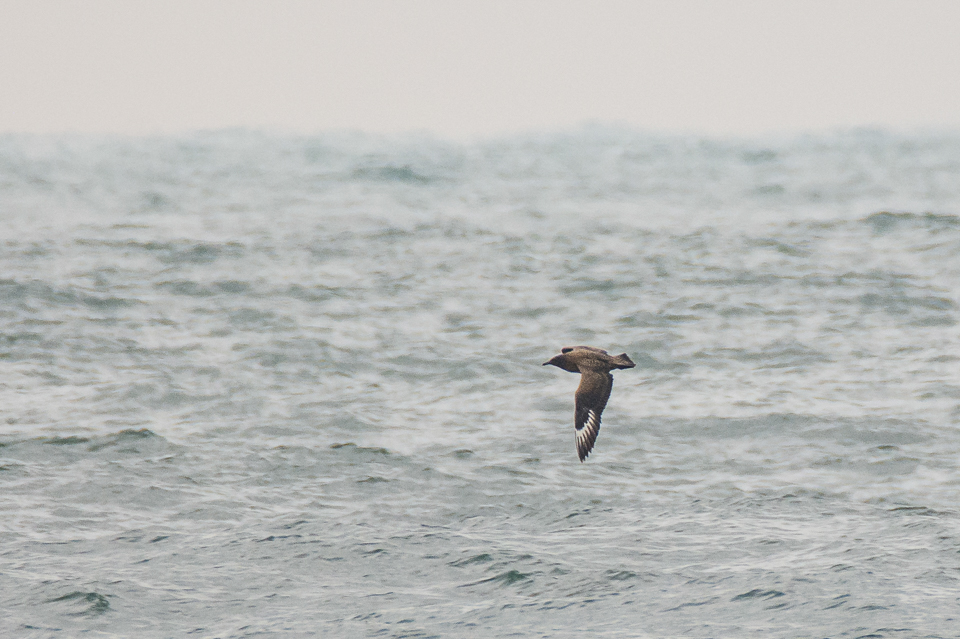 Stercorarius skua - Great skua