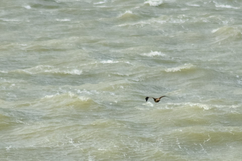 Stercorarius pomarinus - Pomarine skua
