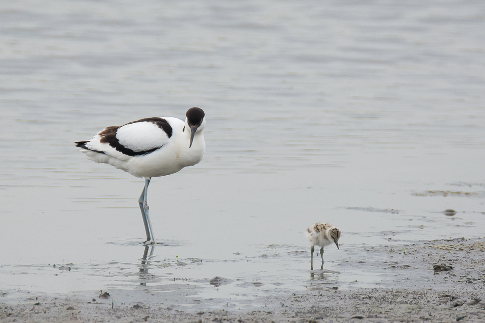 Recurvirostra avosetta - Pied avocet