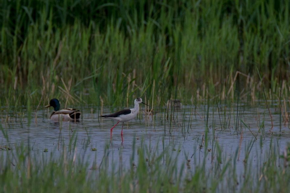 Himantopus himantopus - Black-winged stilt