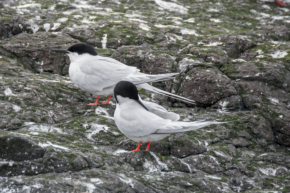 Roseate tern