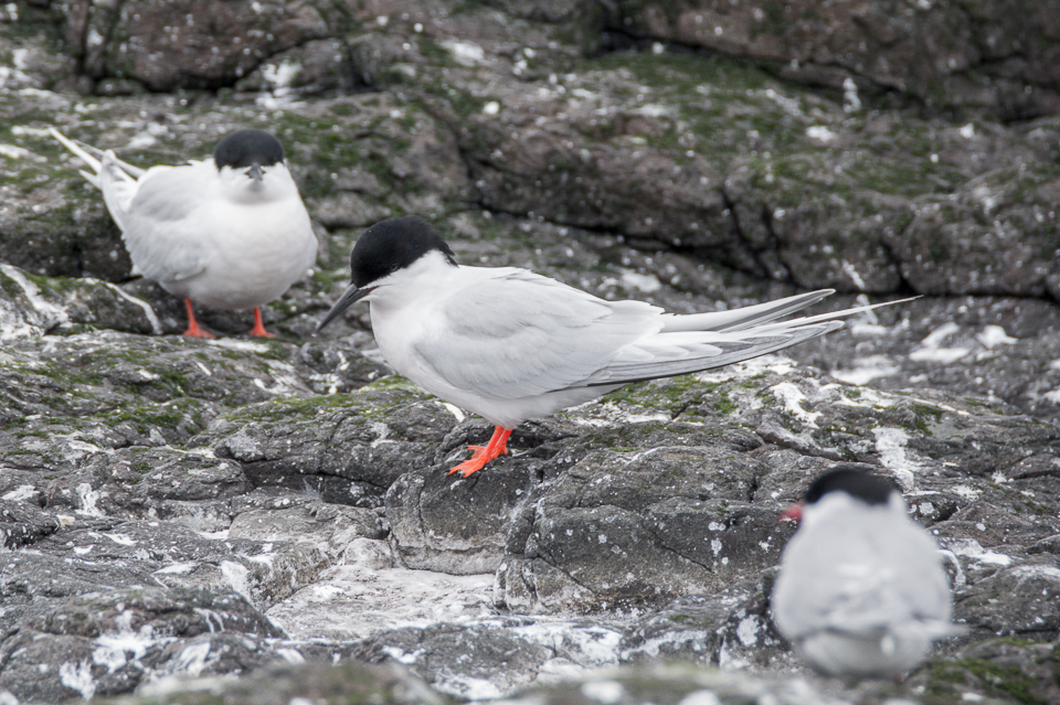 Roseate tern