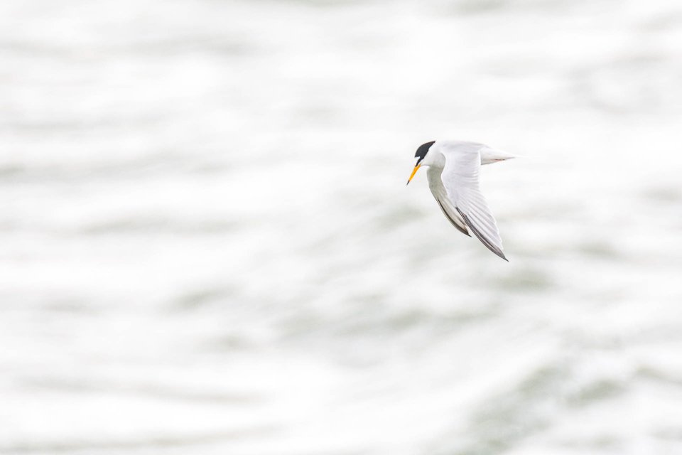 Little tern
