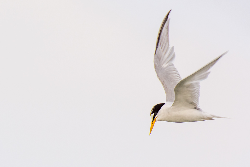 Little tern