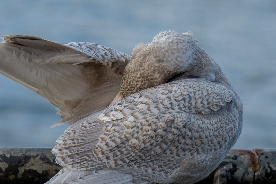 Glaucous gull