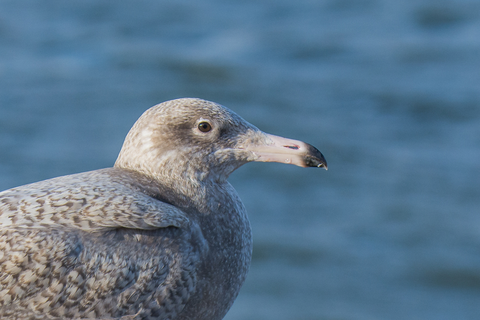 Glaucous gull
