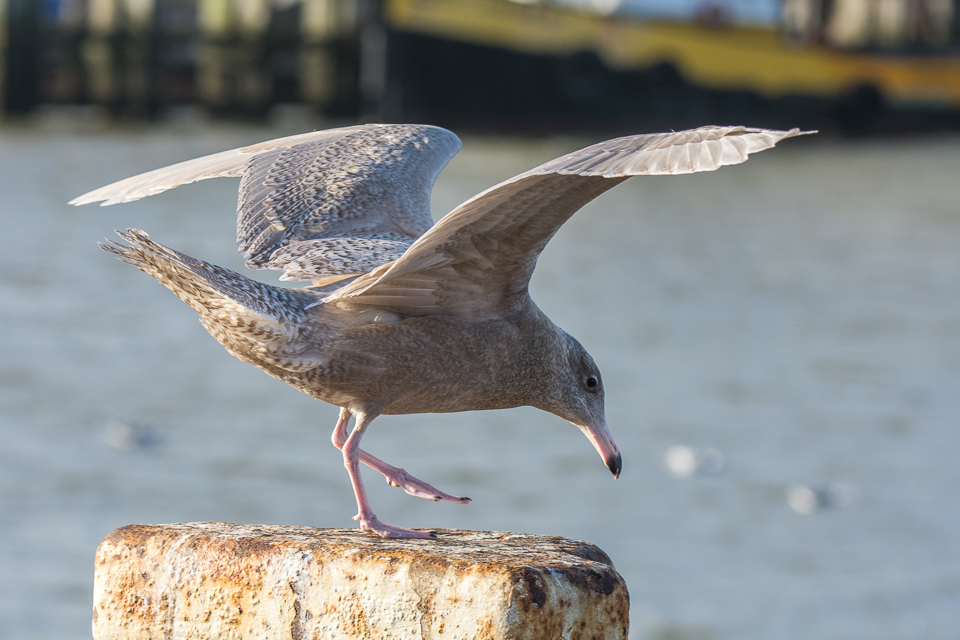 Glaucous gull