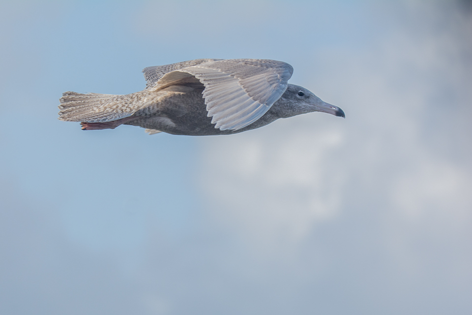 Glaucous gull