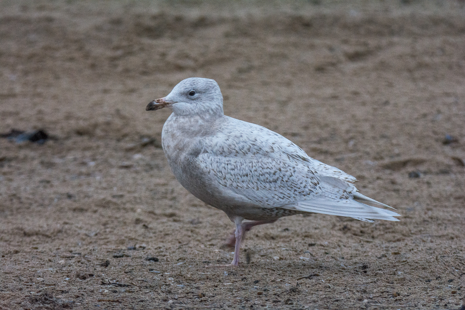 Glaucous gull