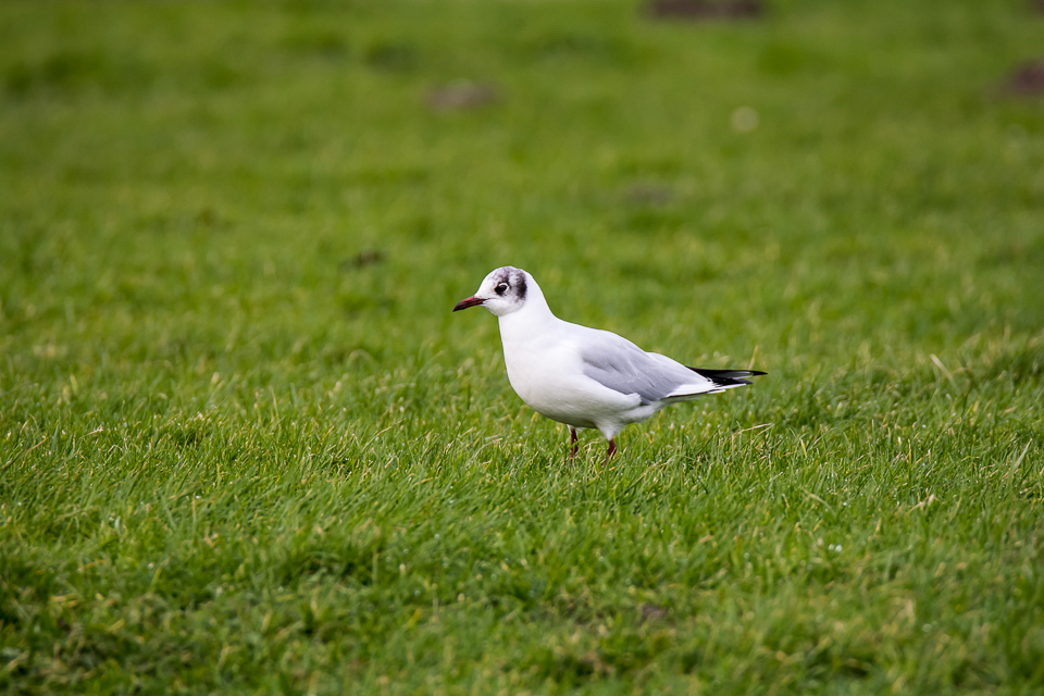 Black-headed gull