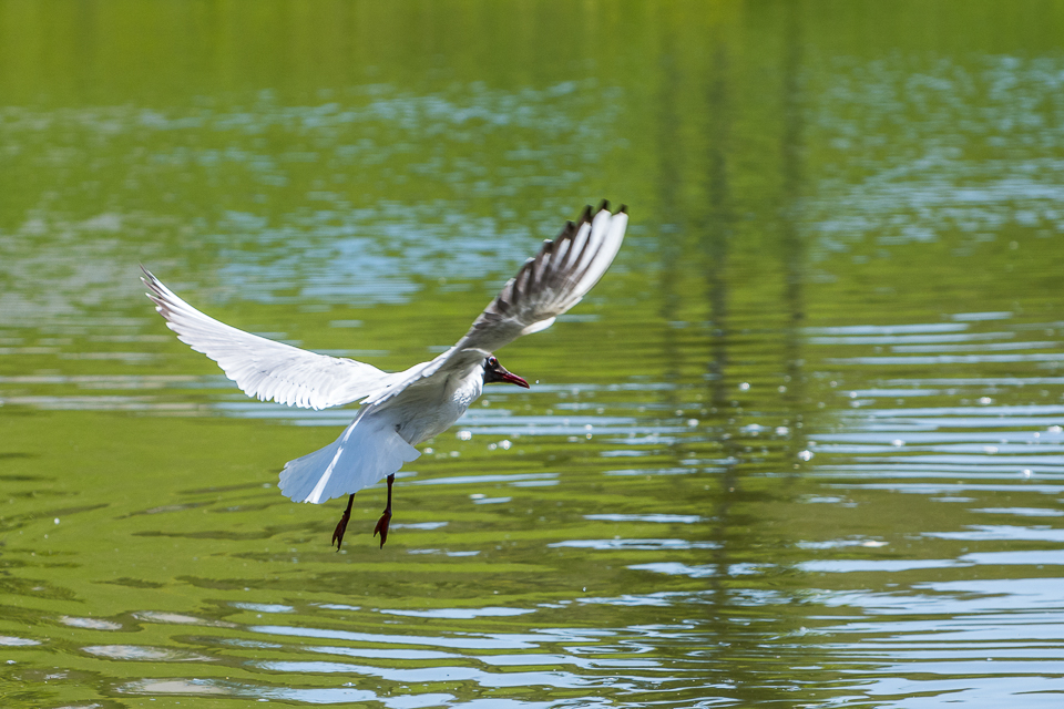 Black-headed gull
