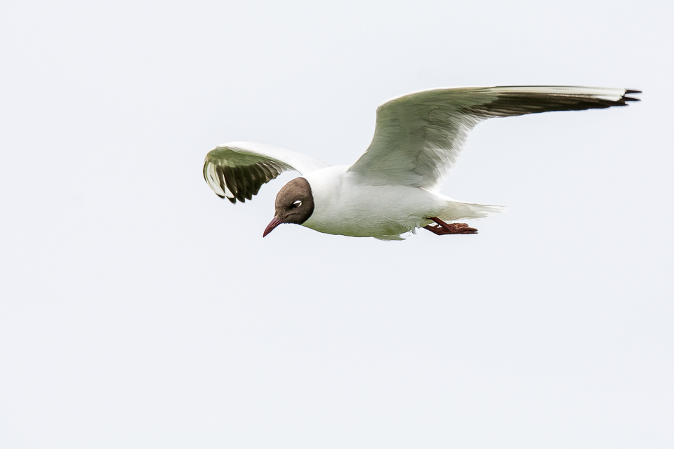 Black-headed gull